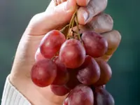 Flame Bunch Grape Vine