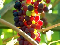 Flame Bunch Grape Vine