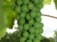 Perlette Bunch Grape Vine