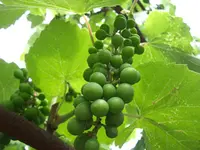 Perlette Bunch Grape Vine