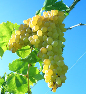 Delight Seedless Grape Vine