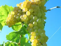 Thompson Bunch Grape Vine