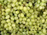 Thompson Bunch Grape Vine