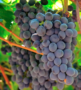 Cabernet Sauvignon Wine Grape Vine