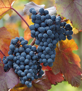 Cabernet Sauvignon Wine Grape Vine