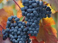 Cabernet Sauvignon Grape Vine