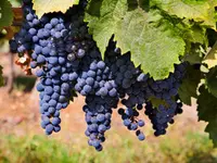 Merlot Grape Vine