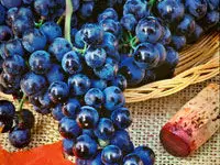 Merlot Grape Vine