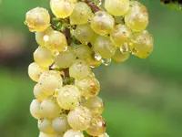 Chardonnay Grape Vine