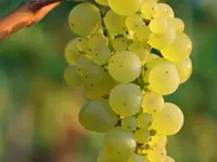 Chardonnay Grape Vine