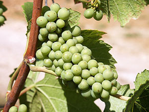Sauvignon Blanc Wine Grape Vine