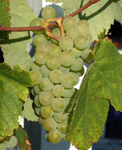 Sauvignon Blanc Wine Grape Vine