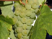 Sauvignon Blanc Grape Vine