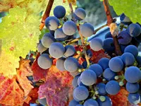 Zinfandel Grape Vine