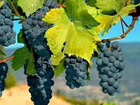 Zinfandel Grape Vine