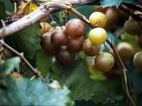 Bronze Higgins Scuppernong