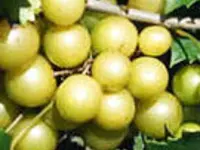 Bronze Magnolia Scuppernong