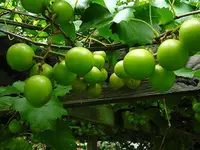 Bronze Dixie Sweet Scuppernong
