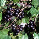 Black Loomis Muscadine