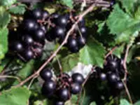 Black Loomis Muscadine