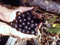 Black Southland Muscadine