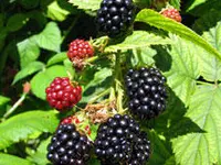 Cherokee Blackberry Plant