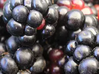 Austin Dewberry Plant