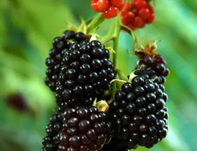 Nectar Boysenberry Plant