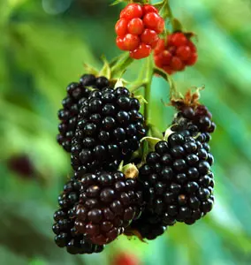 Nectar Boysenberry Plant