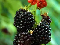 Nectar Boysenberry Plant