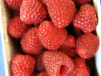 Southern Bababerry Raspberry Plant