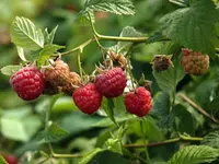 September Raspberry Plant