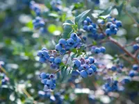 Briteblue Blueberry Plant