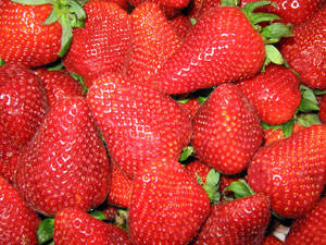 Chandler Strawberry Plant
