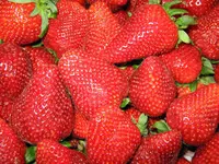 Chandler Strawberry Plant