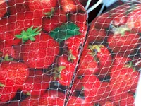 Seascape Strawberry Plant