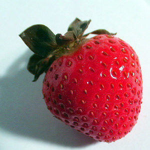 Sequoia Strawberry Plant