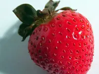 Sequoia Strawberry Plant