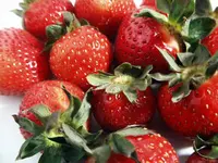 Sequoia Strawberry Plant
