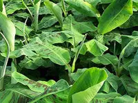 Cavendish Banana Plant