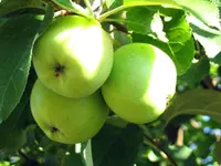 Ein Shemer Apple Tree