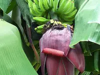 Raja Puri Banana Plant