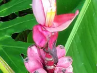 Pink Banana Plant