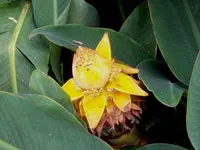 Chinese Yellow Banana Plant
