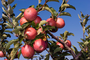 Fuji Red Apple Tree