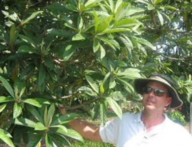 Early Red Loquat Tree