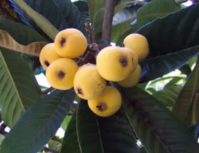 Vista White Loquat Tree