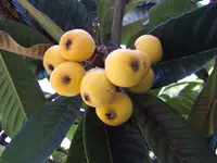 Vista White Loquat Tree