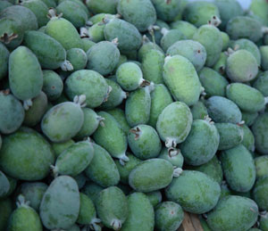 Pineapple Guava Tree