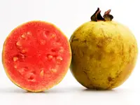 Hong Kong Guava Tree